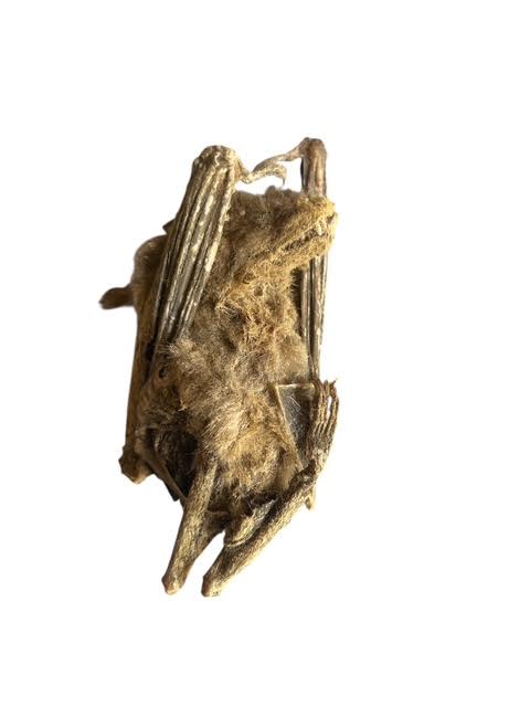 Taxadermy REAL BAT murcielago Santeria Ifa Palo Ozain Prenda Carga