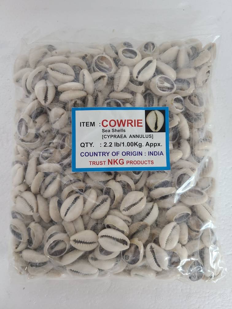 Bolsa de Caracoles Dilogun Cowrie shells 1Kilo 2.2lbs Religion Ifa Santeria Osha Orisha