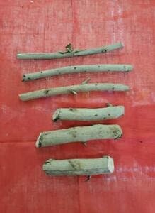 6 Palo Vira Mundo Santeria Palo Prenda