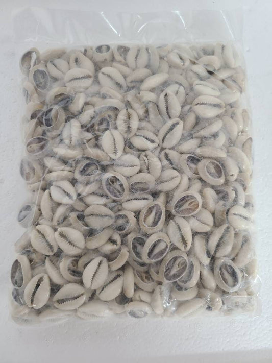 Bolsa de Caracoles Dilogun Cowrie shells 1Kilo 2.2lbs Religion Ifa Santeria Osha Orisha
