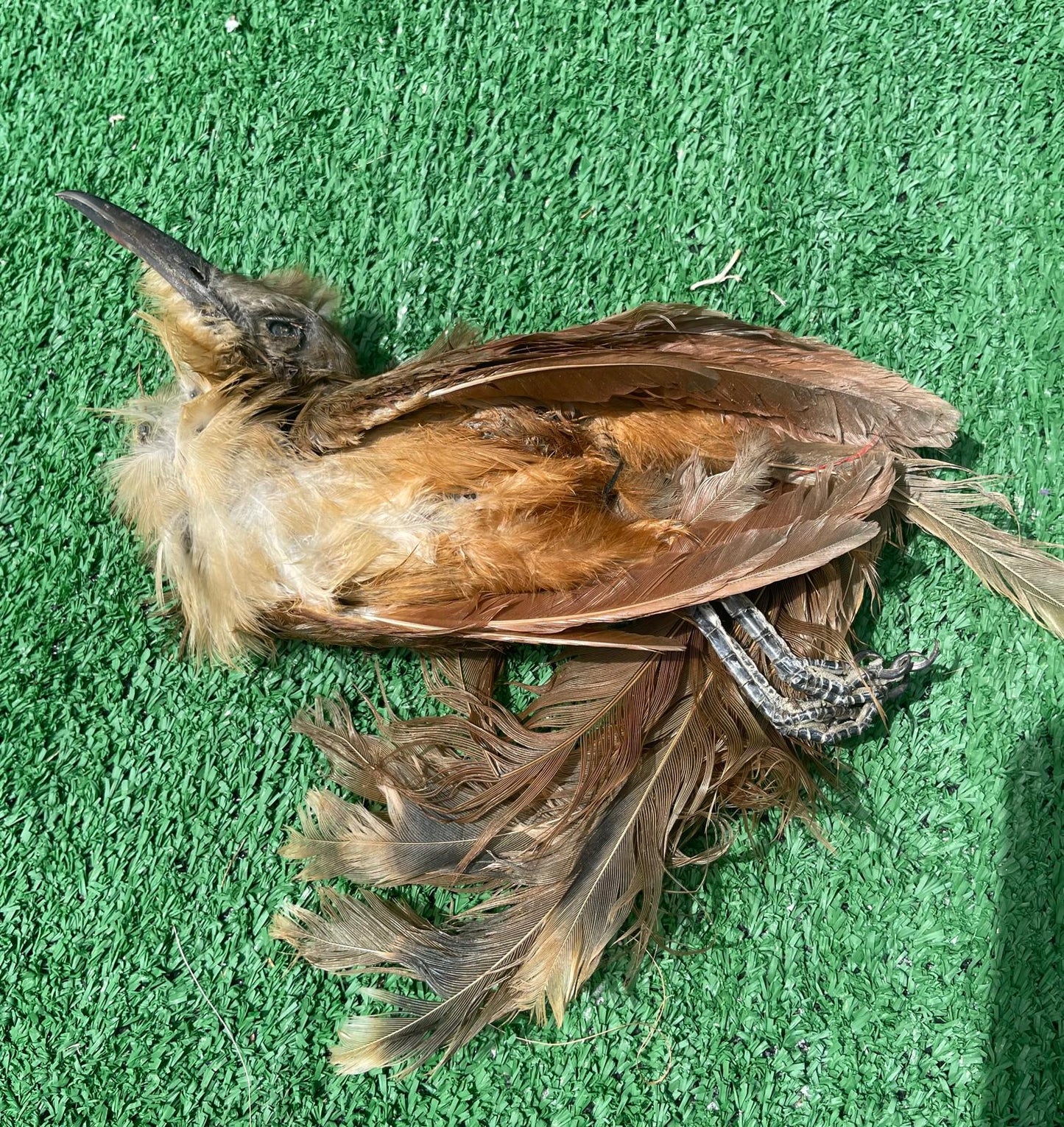 Pajaro Arriero Desecado Carga Prenda Ozain Santeria Ifa Congo Egun Osha