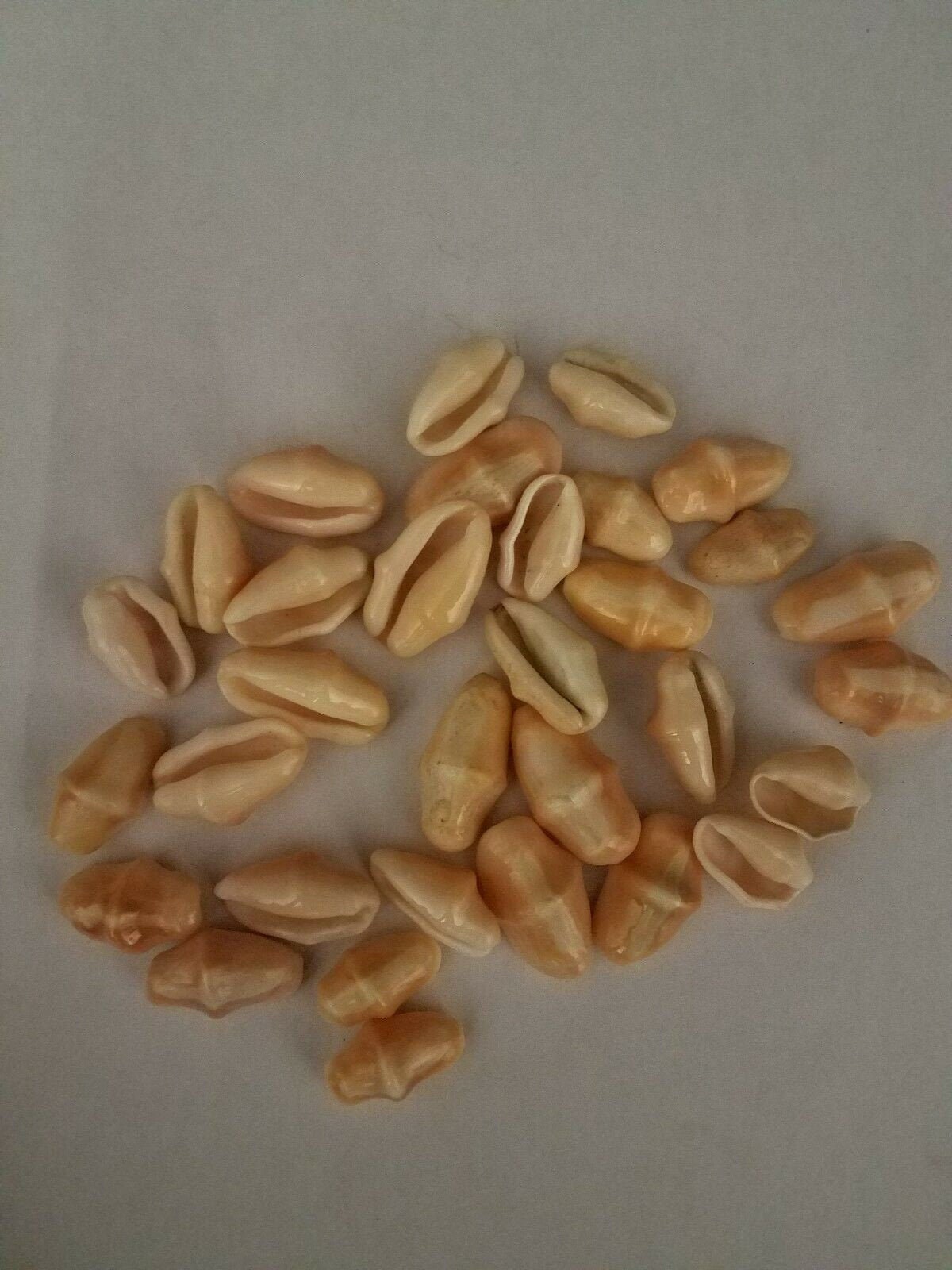 18 Caracol (Shell) De Sinturita Santeria Yourba Ifa