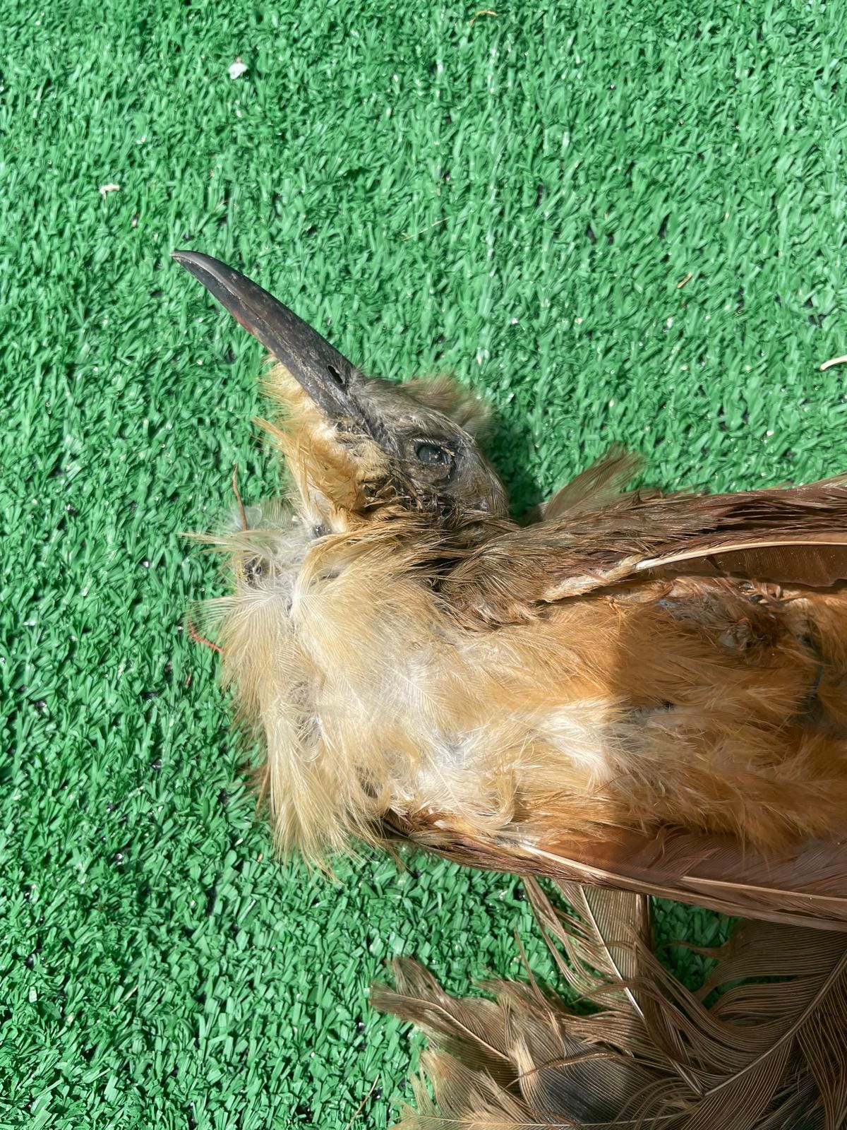 Pajaro Arriero Desecado Carga Prenda Ozain Santeria Ifa Congo Egun Osha