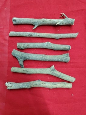 6 Palo Alamo Santeria Palo Prenda