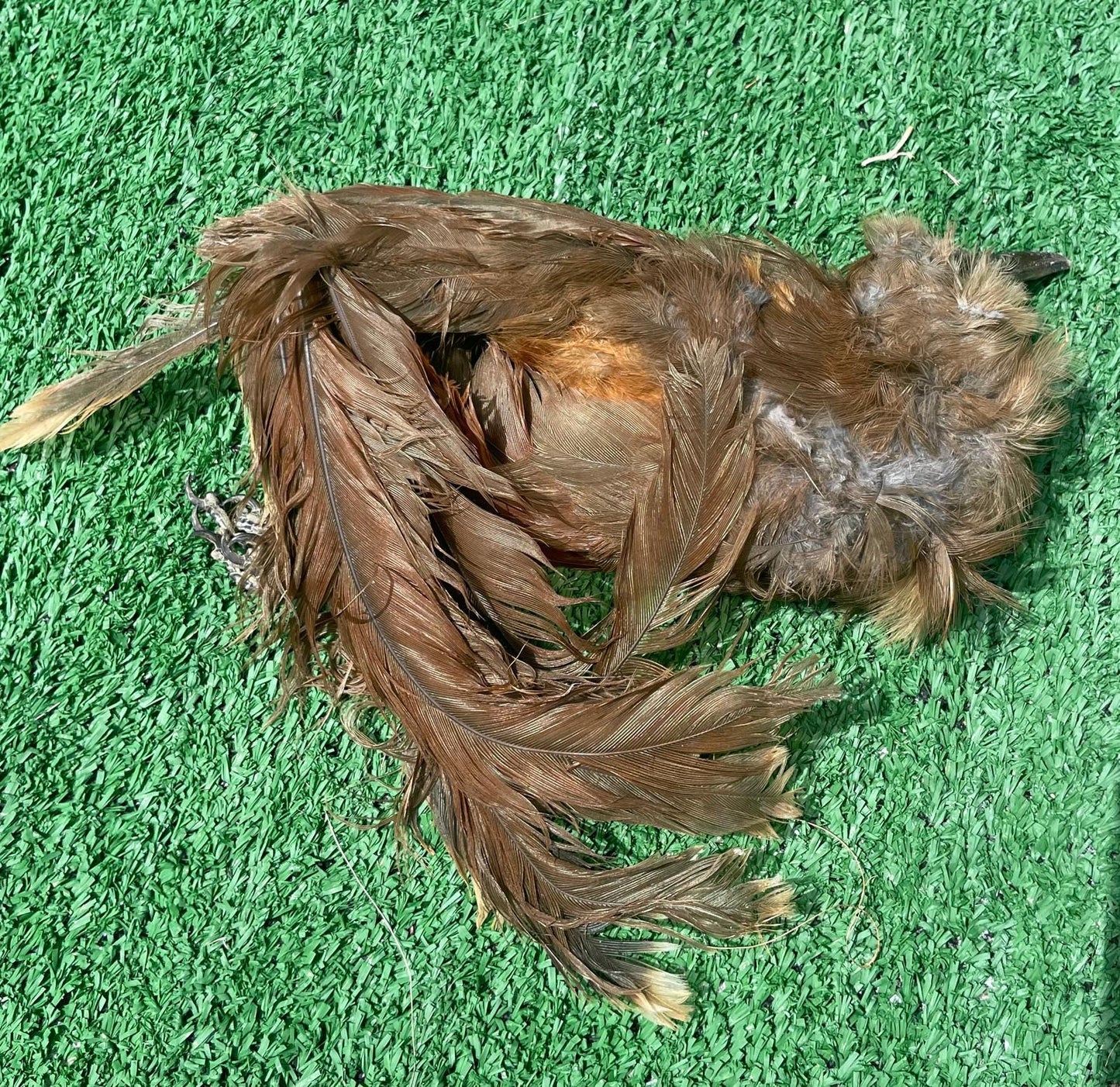 Pajaro Arriero Desecado Carga Prenda Ozain Santeria Ifa Congo Egun Osha