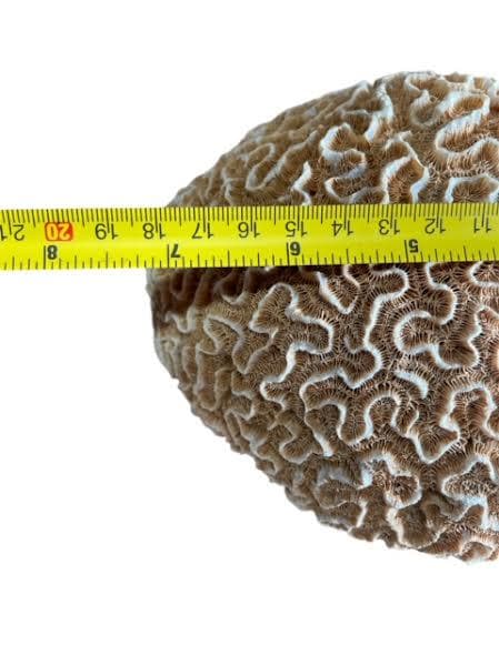 Ota San Lazaro Piedras Stone Nanu Nana Buruku Babaluaye ifa santeria Santo