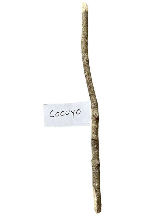 Palo COCUYO Santeria Palo Prenda Ifa Caldero