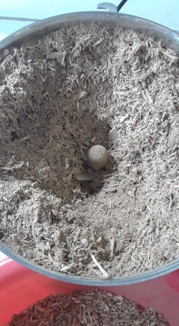 Carga de 63 Palos differente Molido Prenda Ozain Santeria Ifa Congo Egun Osha
