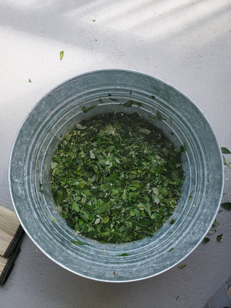 24 Bottles Cleansing Omiero Umiero with 7 Herbs Santeria Osha Palo Egun Ifa Orisha Yoruba