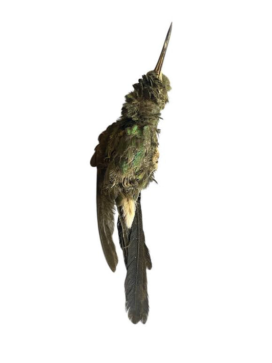 Pajaro Zun Zun Humming Bird Desecado Carga Prenda Ozain Santeria Ifa Congo Egun Osha