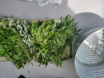 24 Bottles Cleansing Omiero Umiero with 7 Herbs Santeria Osha Palo Egun Ifa Orisha Yoruba