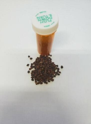 Pimienta De Guinea Paradise Seed Atare Santeria Osha Ifa Religion Orisha Palo
