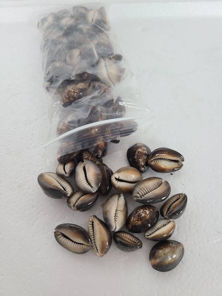 Caracoles Ojo De Tiger Shells Aye Ochun Santeria Osha Caracol