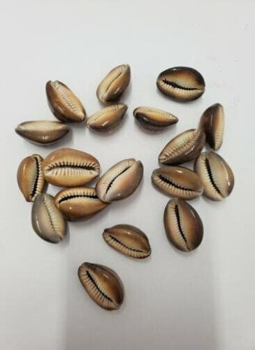 Mano de 21 Caracol Tigre Brown Carmelita Cowrie shells Santeria Ifa Osha Palo Egun