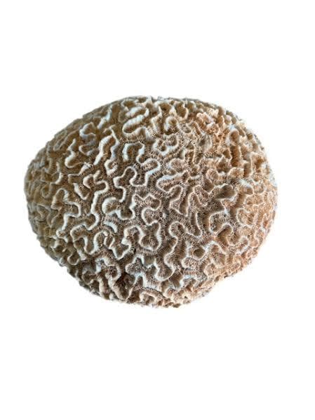 Ota San Lazaro Piedras Stone Nanu Nana Buruku Babaluaye ifa santeria Santo