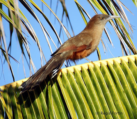 Pajaro Arriero Desecado Carga Prenda Ozain Santeria Ifa Congo Egun Osha