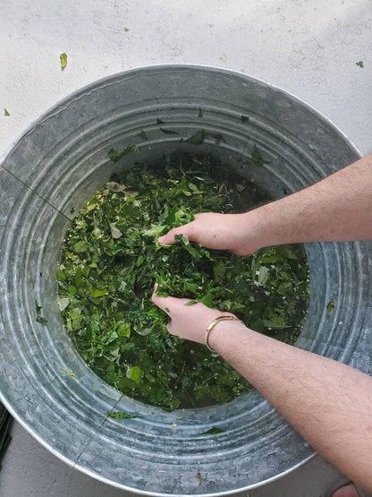 Omiero Umiero De Ochun with 5 Herbs Santeria Osha Palo Egun Ifa Orisha Yoruba