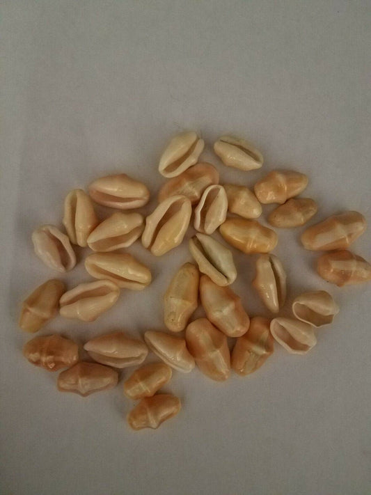 18  Caracol (Shell) De Sinturita Santeria Yourba Ifa
