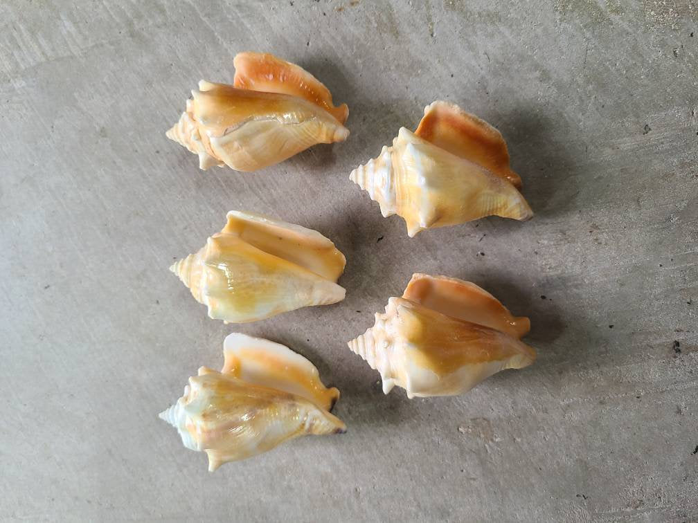5 CONCH SHELL Cobo Sea Shell Decor Beach Ochun Religion Santeria Yoruba Ifa