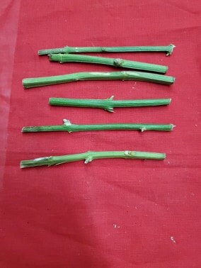 6 Palo NO ME OLVIDE Santeria Palo Prenda