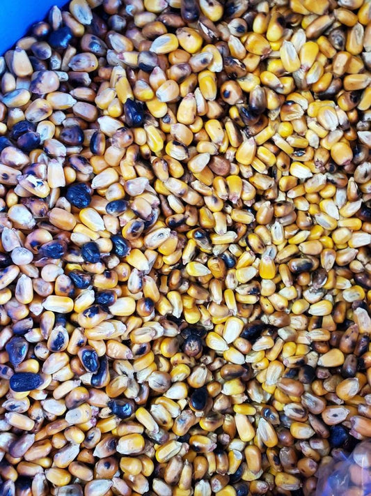 1 LB Maiz Tostado Santeria Osha Elegua Egun Prenda Limpiesa Ifa