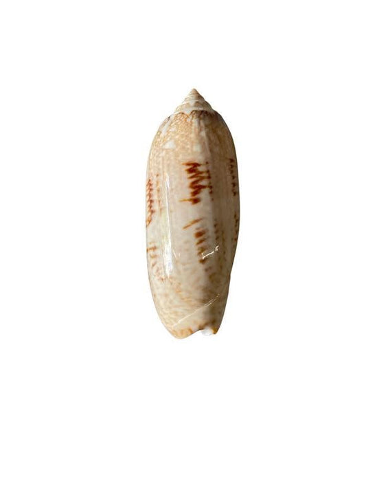 Divination tools 2 Ibo, Dilogun, Ifa cowries Santeria divination Yoruba, Merindinlogun, Lucumi caracoles Igbo ifa, Orisha iyawo Elegua