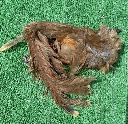 Pajaro Arriero Desecado Carga Prenda Ozain Santeria Ifa Congo Egun Osha