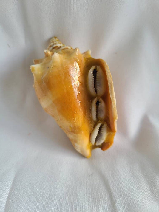 Amuleto De Caracacol Concha Salud Buena Suerte, Good Luck Charm Santeria Palo Egun Ifa
