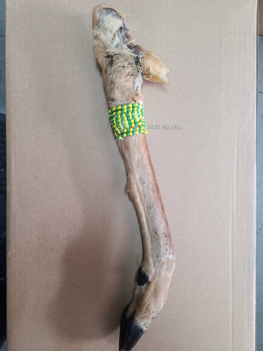 Orula Deer Foot Ifa Osha Santo Orunmila